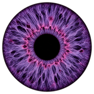Violet iris texture